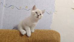 Шотландская прямоухая кошка.