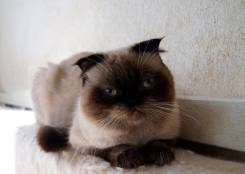 Шотландская кошка.
