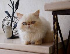 Персидская кошка.
