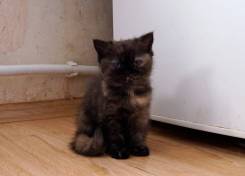 Шотландская кошка.