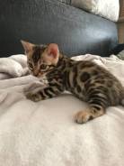 Бенгальская кошка.