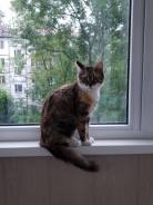 Кошки.