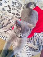 Британская кошка.