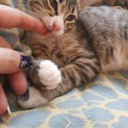 Котенок