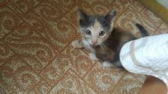 Кошки.