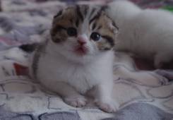 Шотландская кошка.