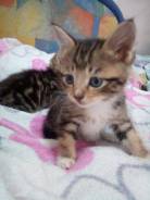 Котенок