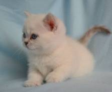 Британская кошка.