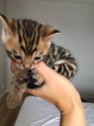 Бенгальская кошка.