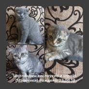Шотландская кошка.