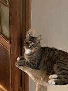 Кошки.