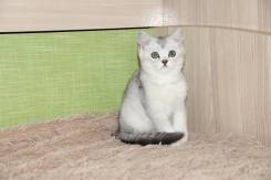 Британская кошка. Под заказ