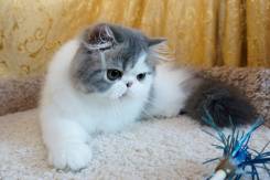 Персидская кошка.