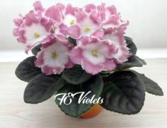 Сенполия.