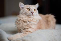 Отдам кота в хорошие руки