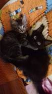 Котенок