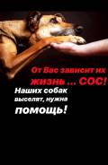 Срочно нужна помощь оплатить передержку животным фонда, иначе выселят!