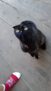 ����������� ��������� �����. ����
