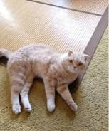 Шотландская кошка.