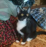 Котик в добрые руки