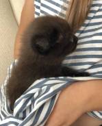 Британская кошка.