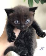Британская кошка.