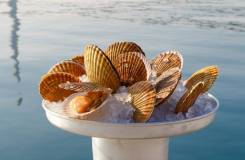 Морской гребешок.