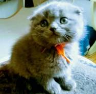 Шотландская кошка.