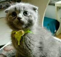 Шотландская кошка.