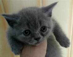Шотландская кошка.