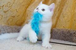 Экзотическая короткошерстная кошка.