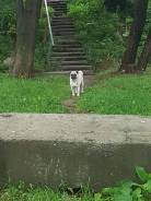 Мопс.