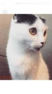Шотландская вислоухая кошка.