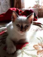 Кошки.