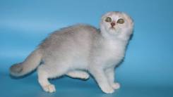 Шотландская вислоухая кошка.