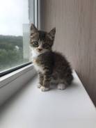 Кошки.