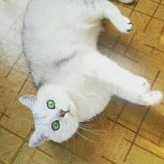 Британская кошка.