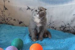 Шотландская вислоухая кошка.