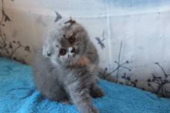 Шотландская вислоухая кошка.