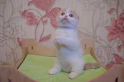 Шотландская вислоухая кошка.