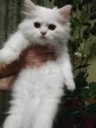 Персидская кошка.
