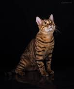 Вязка кошек.