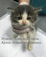 Кошки.