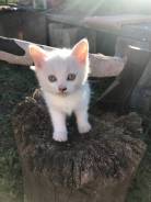 Отдам супер Котят