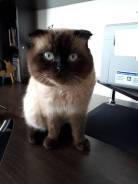 Шотландская вислоухая кошка.