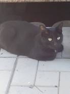 Кошки.