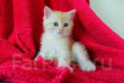 Шотландская кошка.