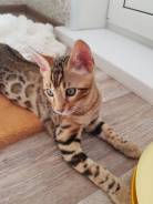 Бенгальская кошка.