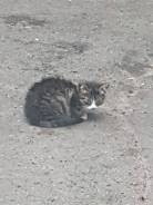 Родился котёнок