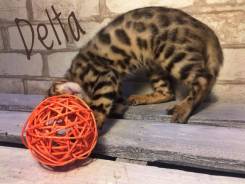Бенгальская кошка. Под заказ